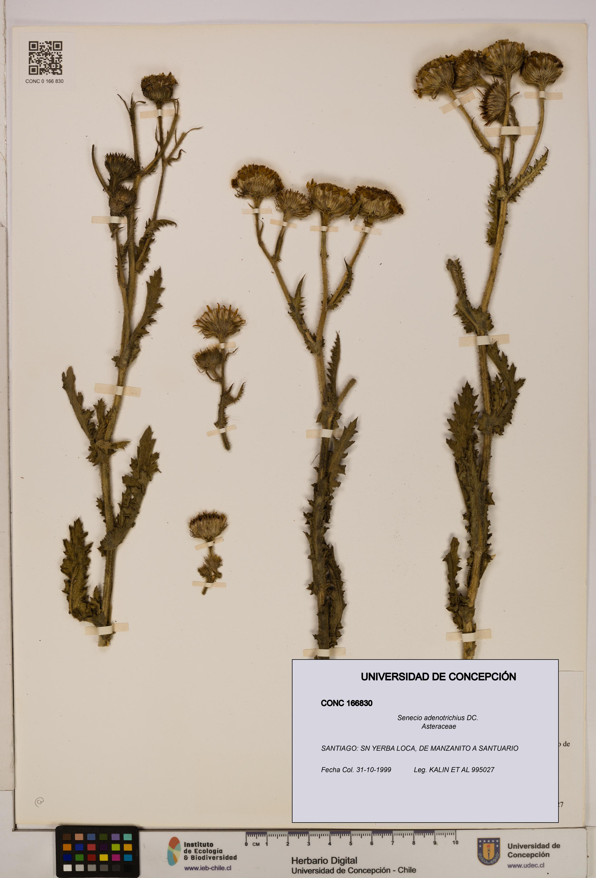 Senecio adenotrichius [Espécimen: UDEC:CONC:0166830]
