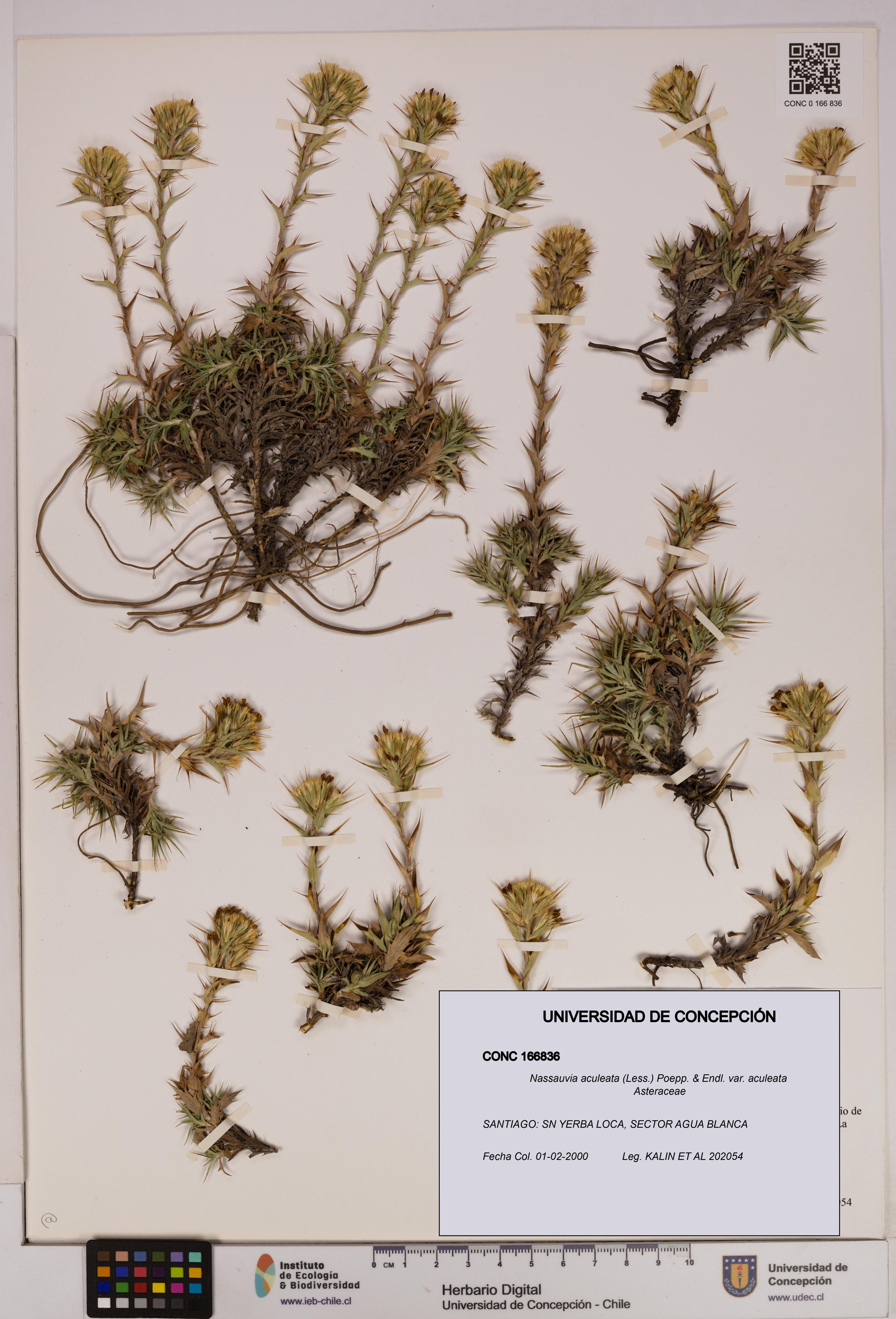 Nassauvia aculeata var. aculeata [Espécimen: UDEC:CONC:0166836]