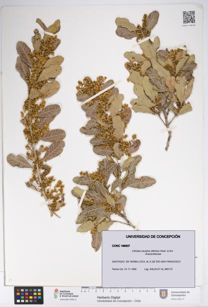 Lithraea caustica [Espécimen: UDEC:CONC:0166837]