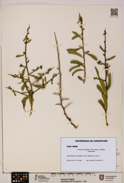 Proustia cuneifolia subsp. cuneifolia [Espécimen: UDEC:CONC:0166838]