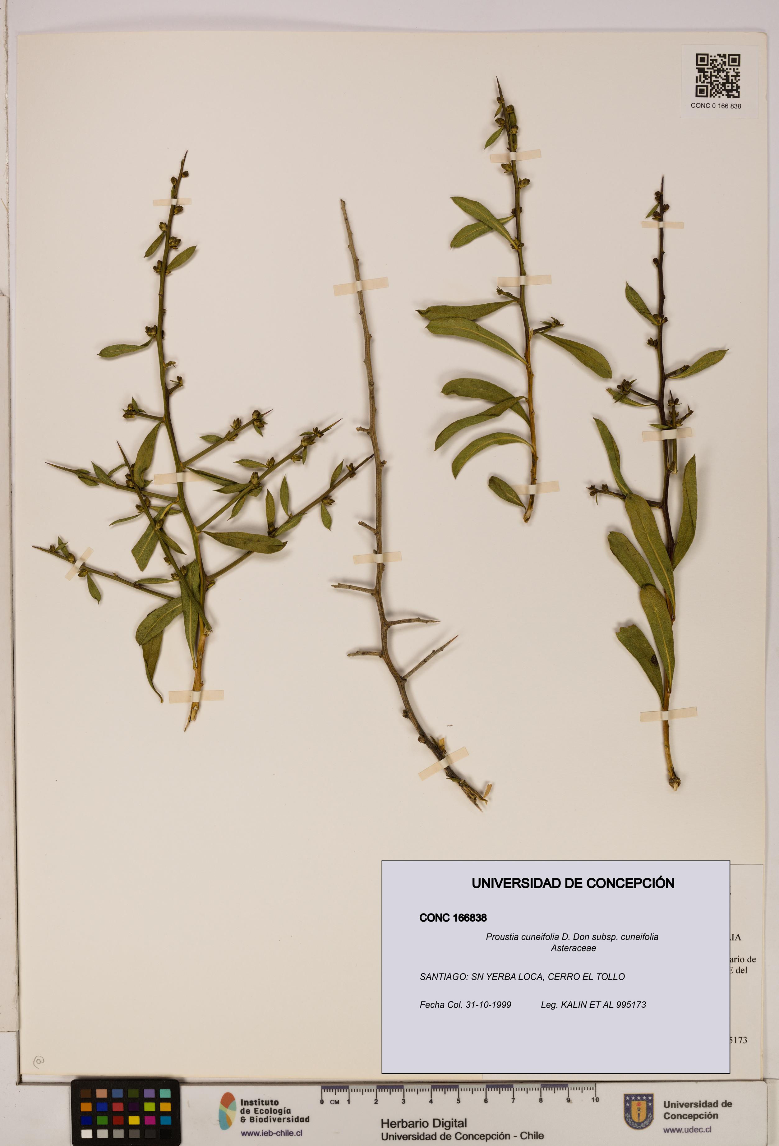 Proustia cuneifolia subsp. cuneifolia [Espécimen: UDEC:CONC:0166838]