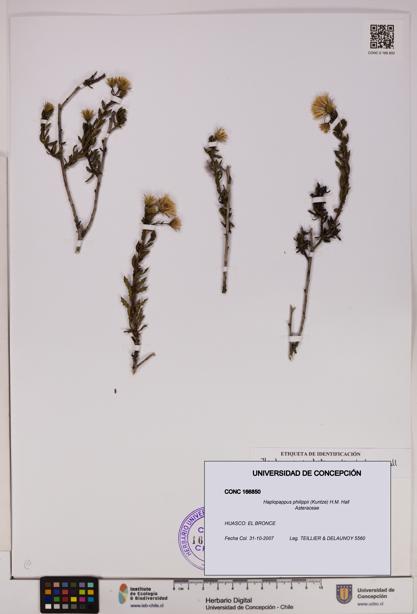 Haplopappus philippii [Espécimen: UDEC:CONC:0166850]