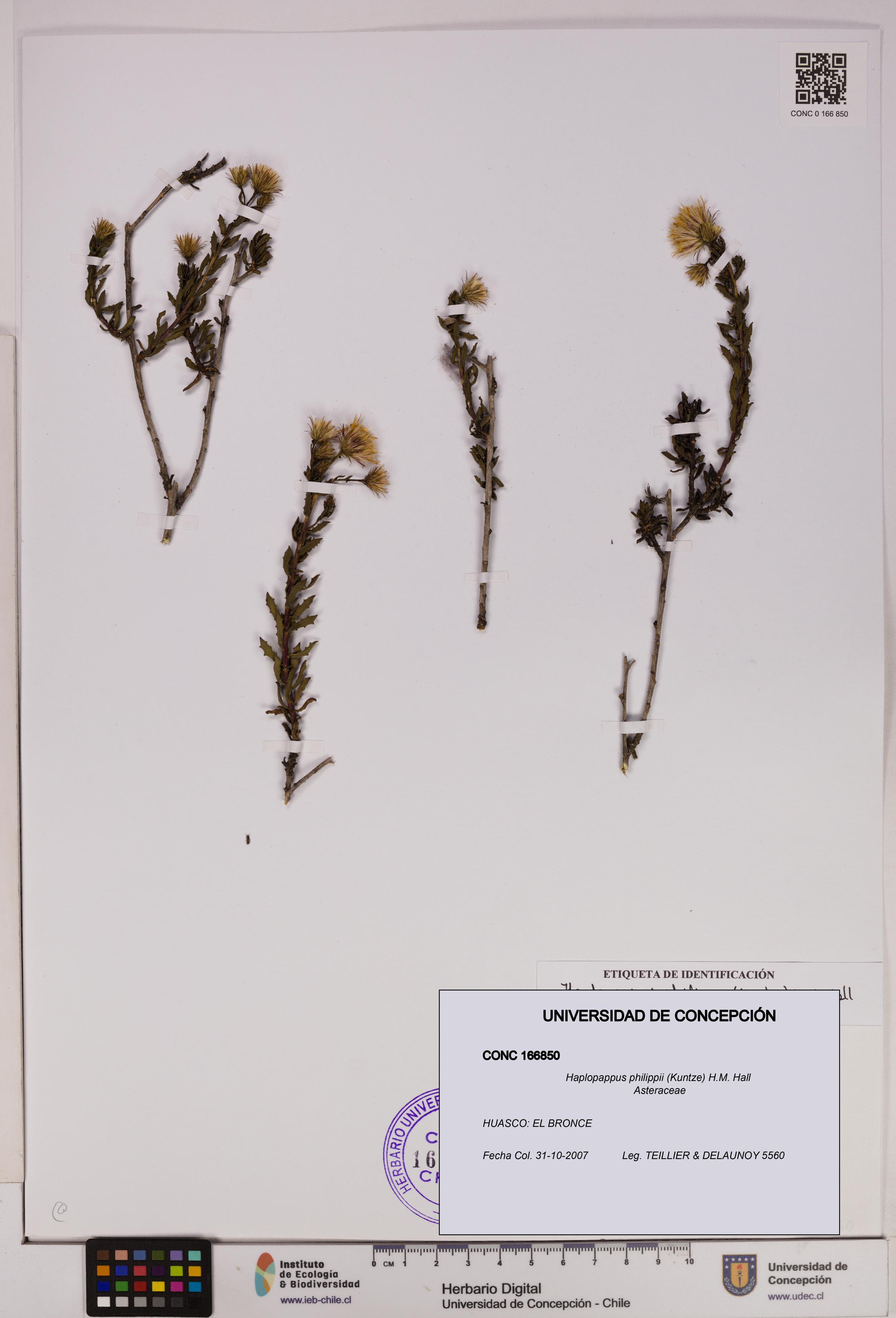Haplopappus philippii [Espécimen: UDEC:CONC:0166850]