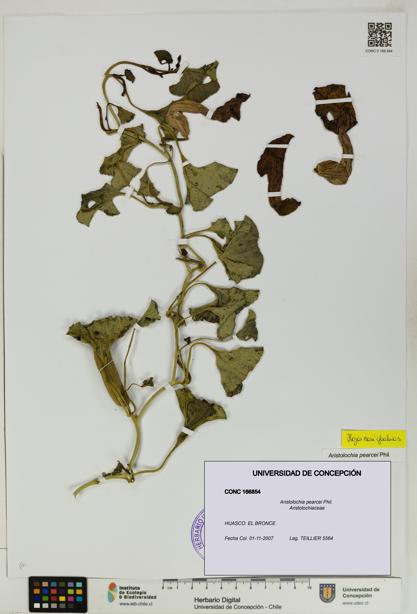 Aristolochia pearcei [Espécimen: UDEC:CONC:0166854]
