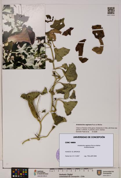 Aristolochia vaginans [Espécimen: ]