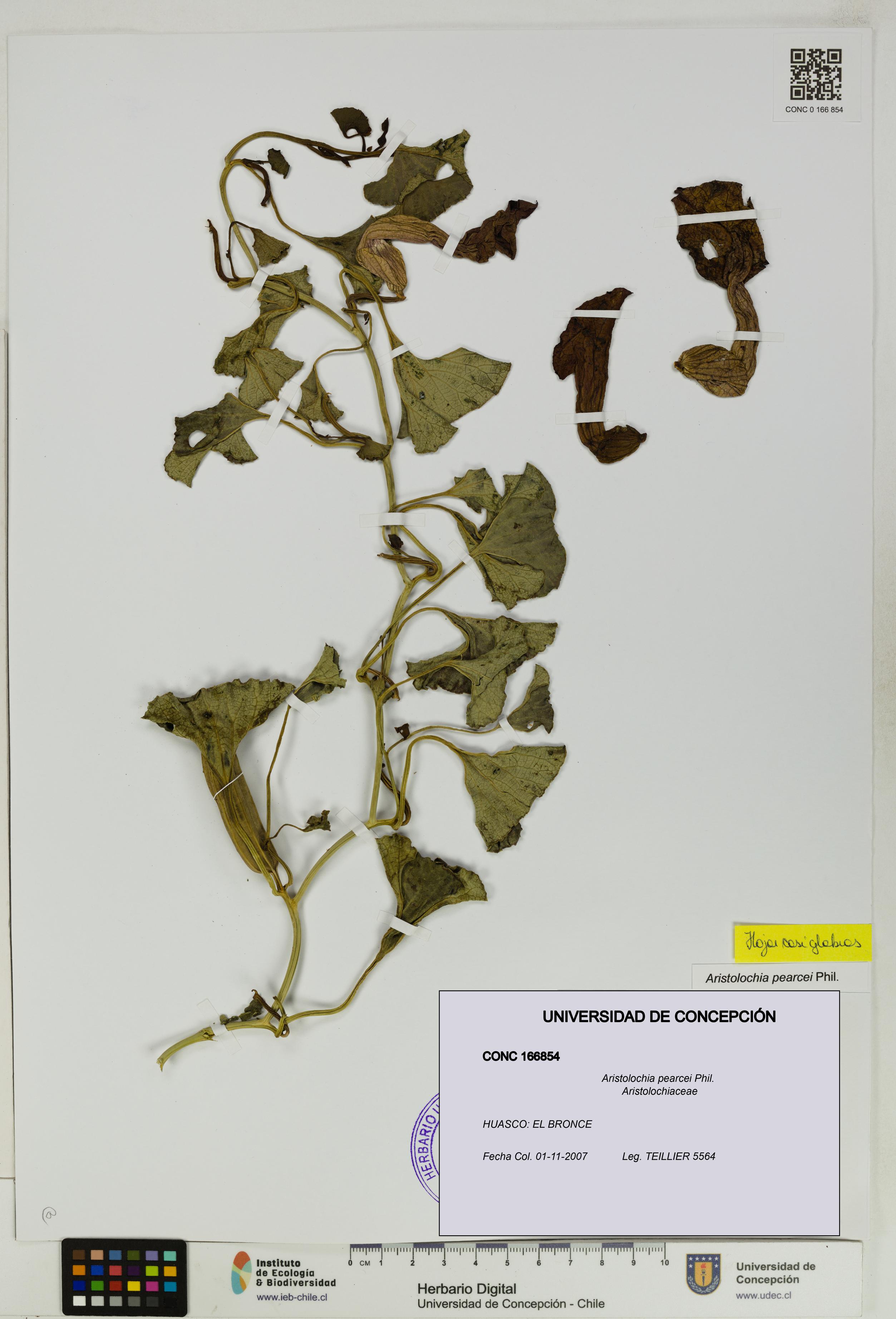 Aristolochia pearcei [Espécimen: UDEC:CONC:0166854]