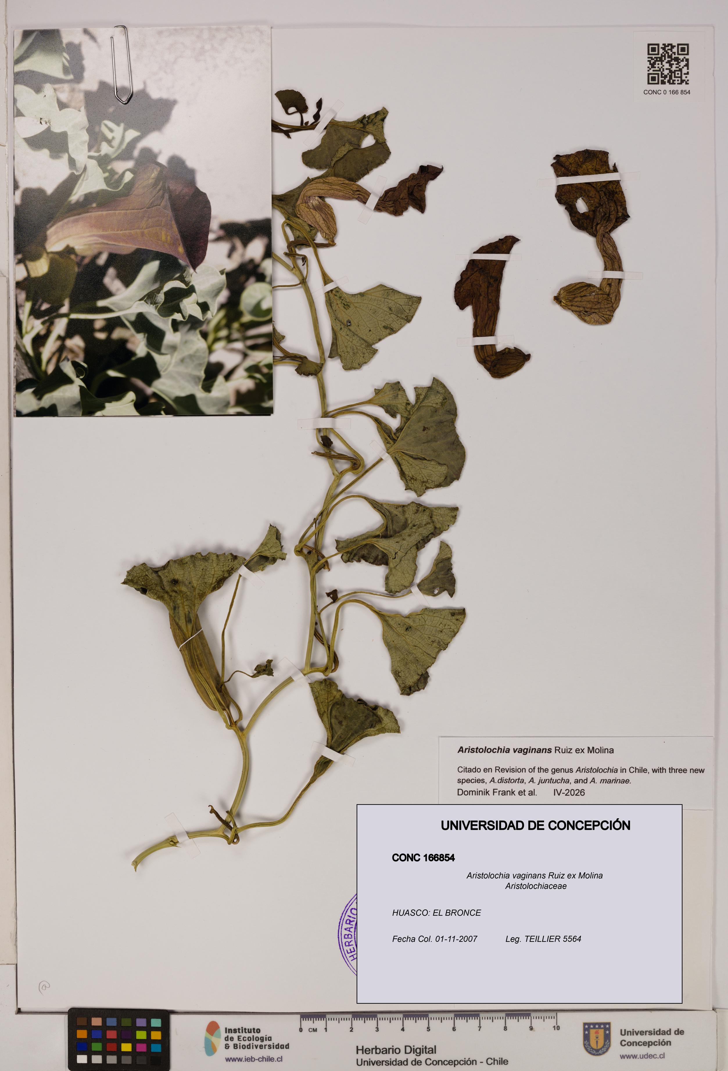 Aristolochia vaginans [Espécimen: ]