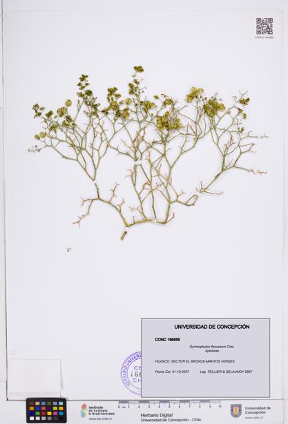 Gymnophyton flexuosum [Espécimen: ]