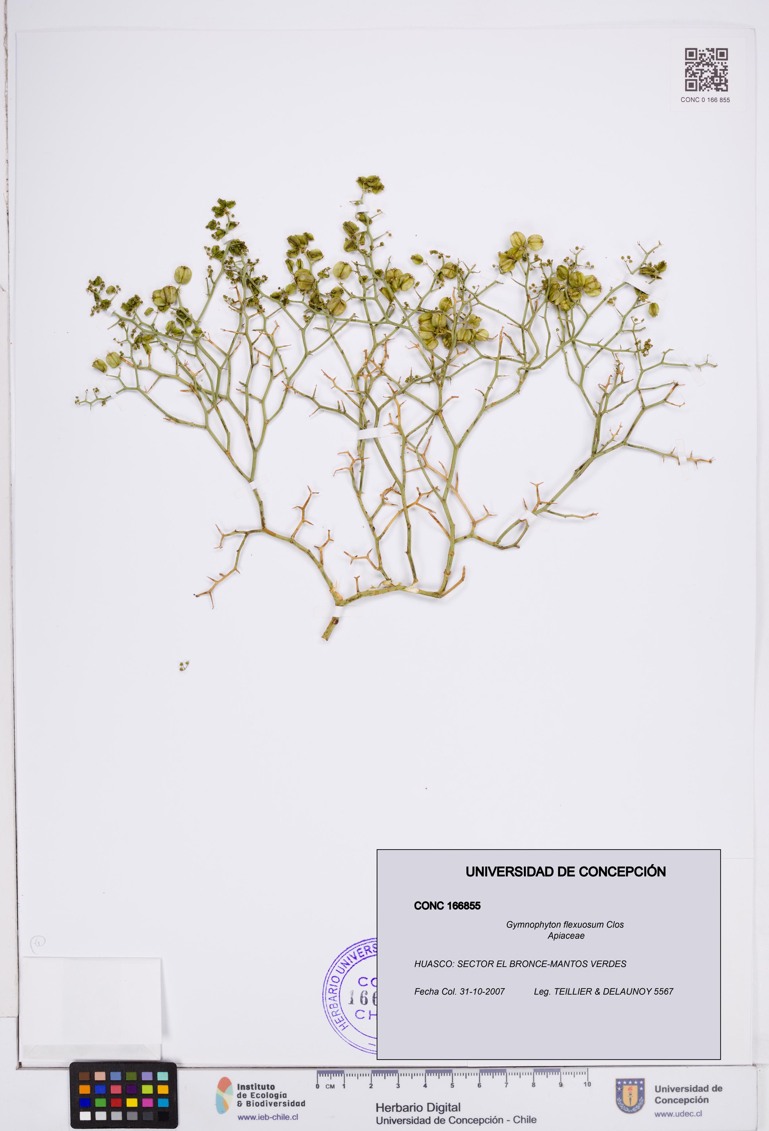 Gymnophyton flexuosum [Espécimen: ]