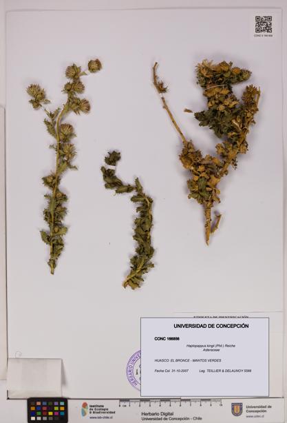 Haplopappus kingii [Espécimen: UDEC:CONC:0166856]