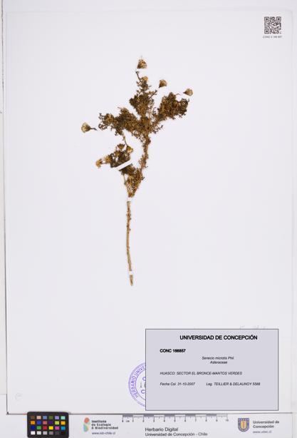 Senecio microtis [Espécimen: ]