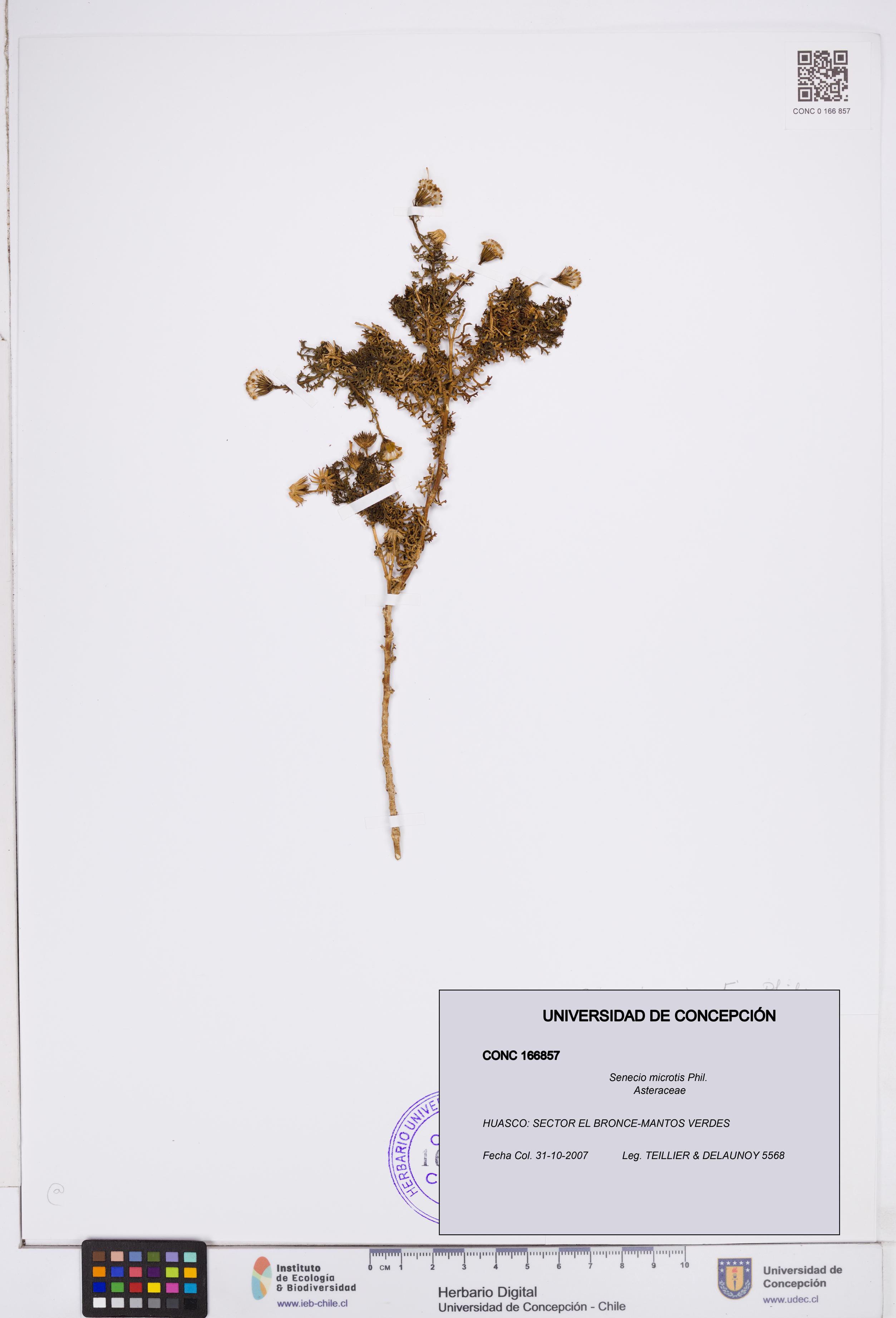 Senecio microtis [Espécimen: ]