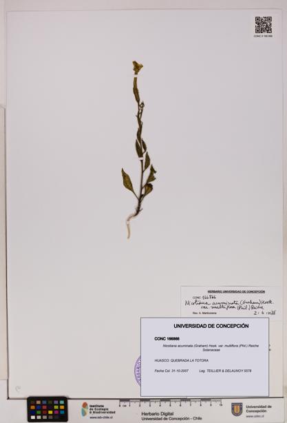 Nicotiana acuminata [Espécimen: UDEC:CONC:0166866]