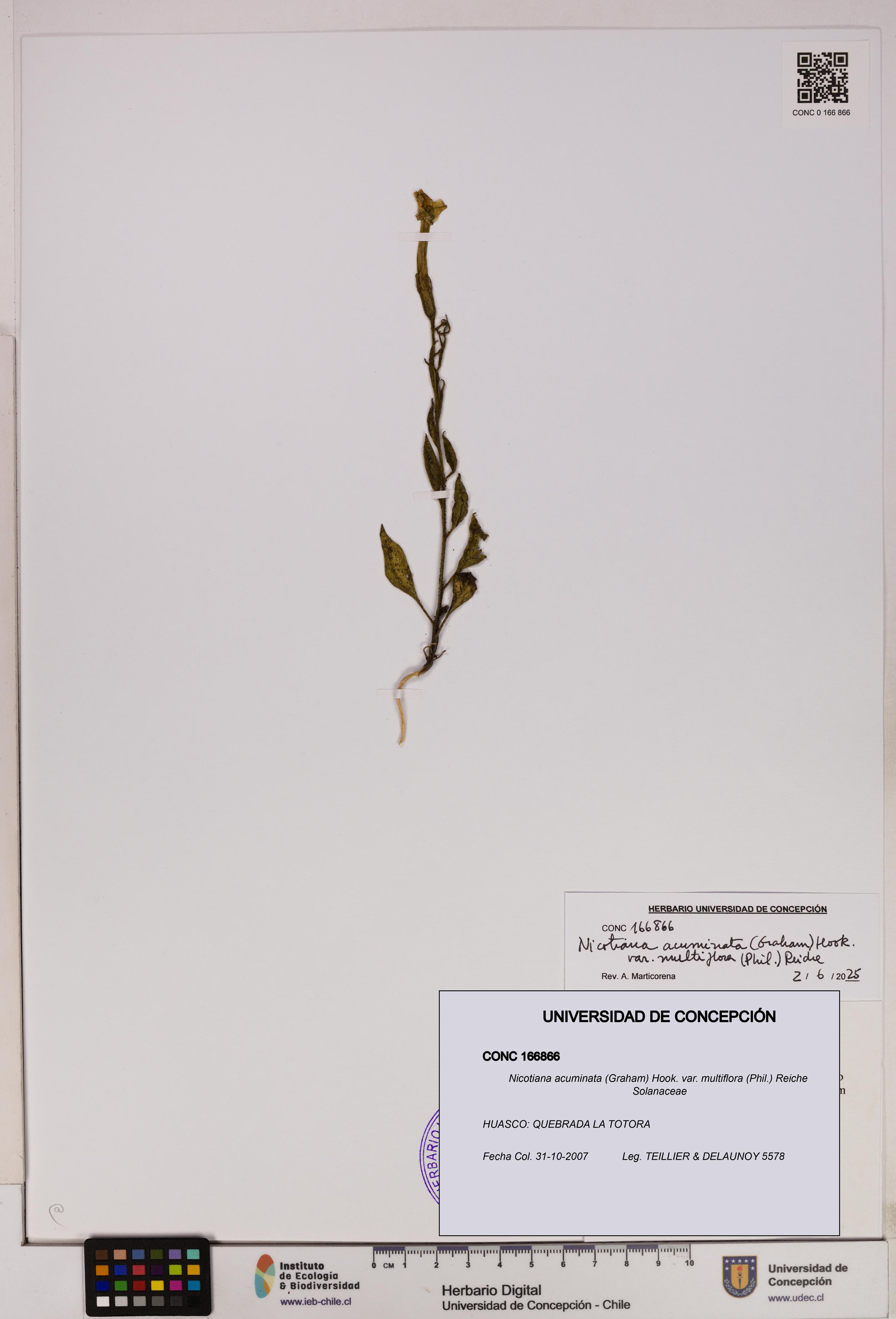 Nicotiana acuminata [Espécimen: UDEC:CONC:0166866]