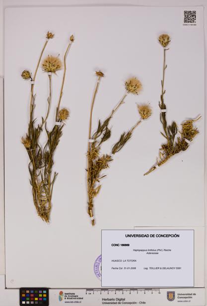 Haplopappus linifolius [Espécimen: UDEC:CONC:0166869]