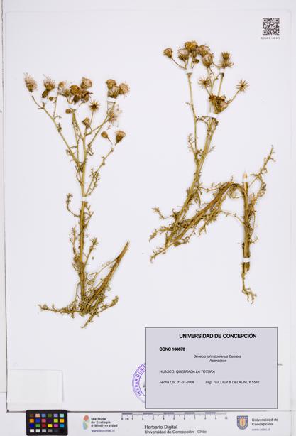 Senecio johnstonianus [Espécimen: ]