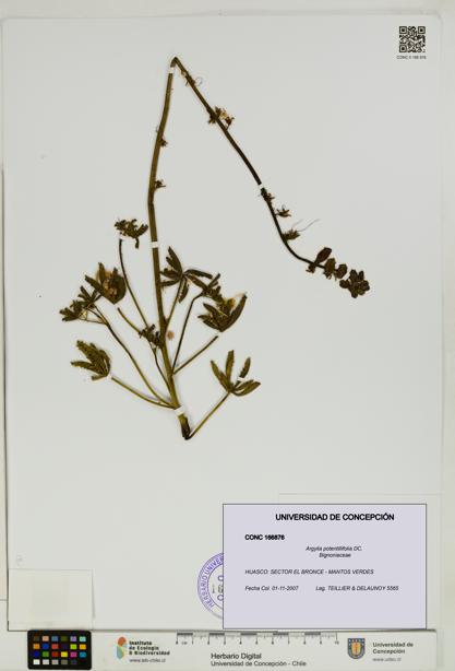 Argylia potentillifolia [Espécimen: UDEC:CONC:0166876]