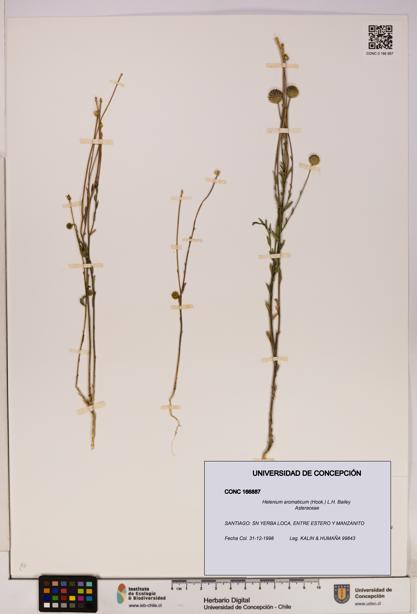 Helenium aromaticum [Espécimen: UDEC:CONC:0166887]