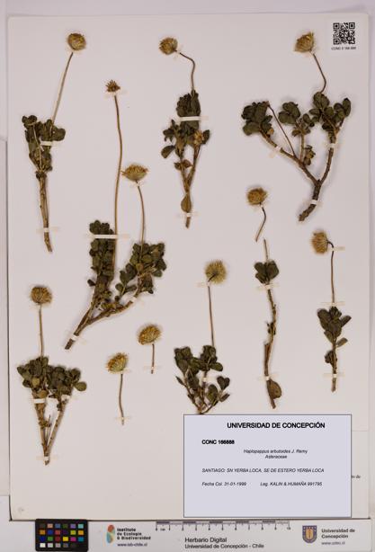 Haplopappus arbutoides [Espécimen: UDEC:CONC:0166888]