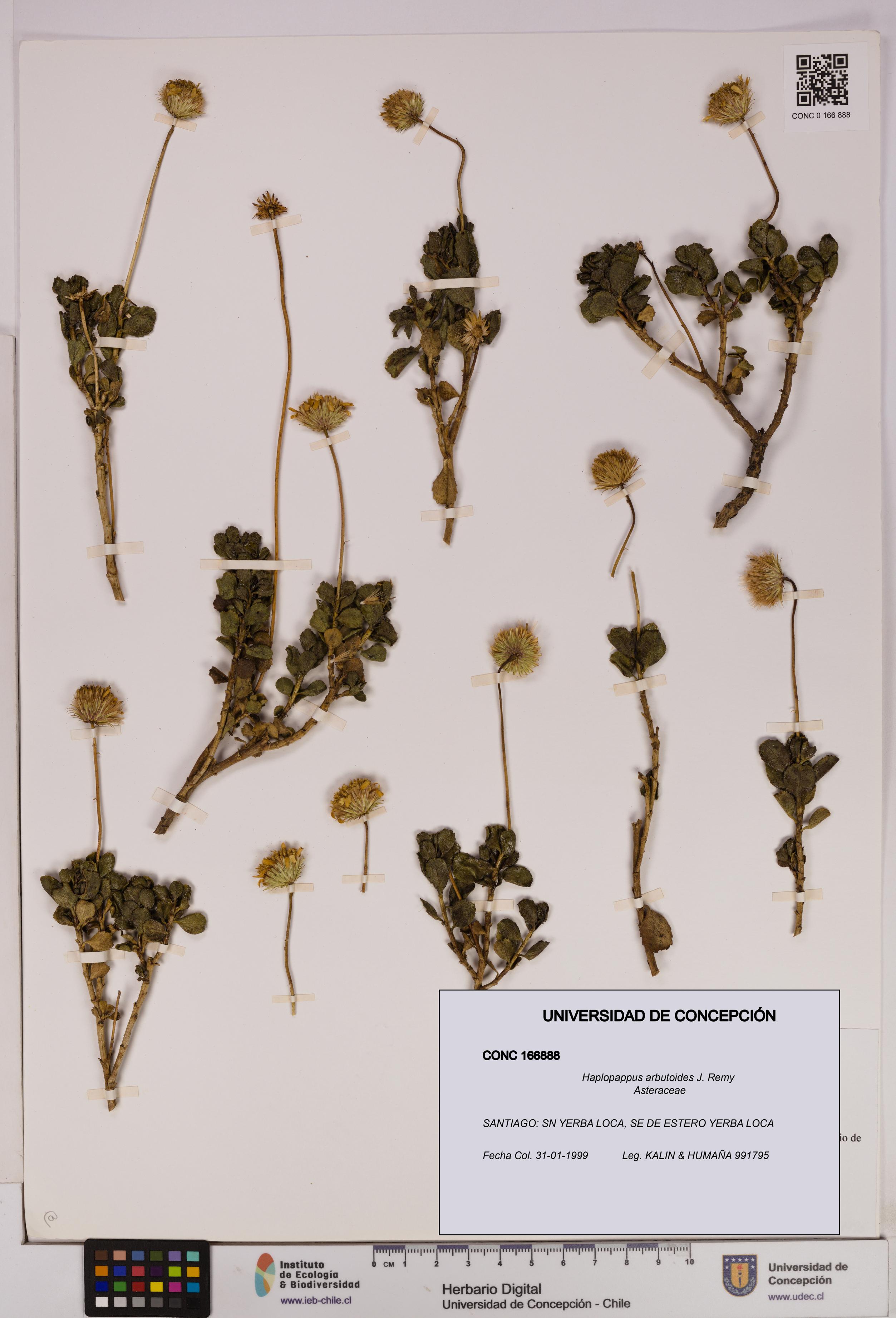 Haplopappus arbutoides [Espécimen: UDEC:CONC:0166888]