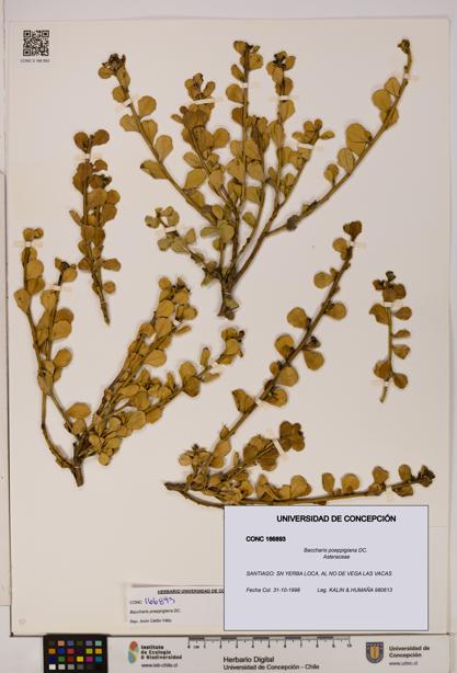Baccharis poeppigiana [Espécimen: UDEC:CONC:0166893]