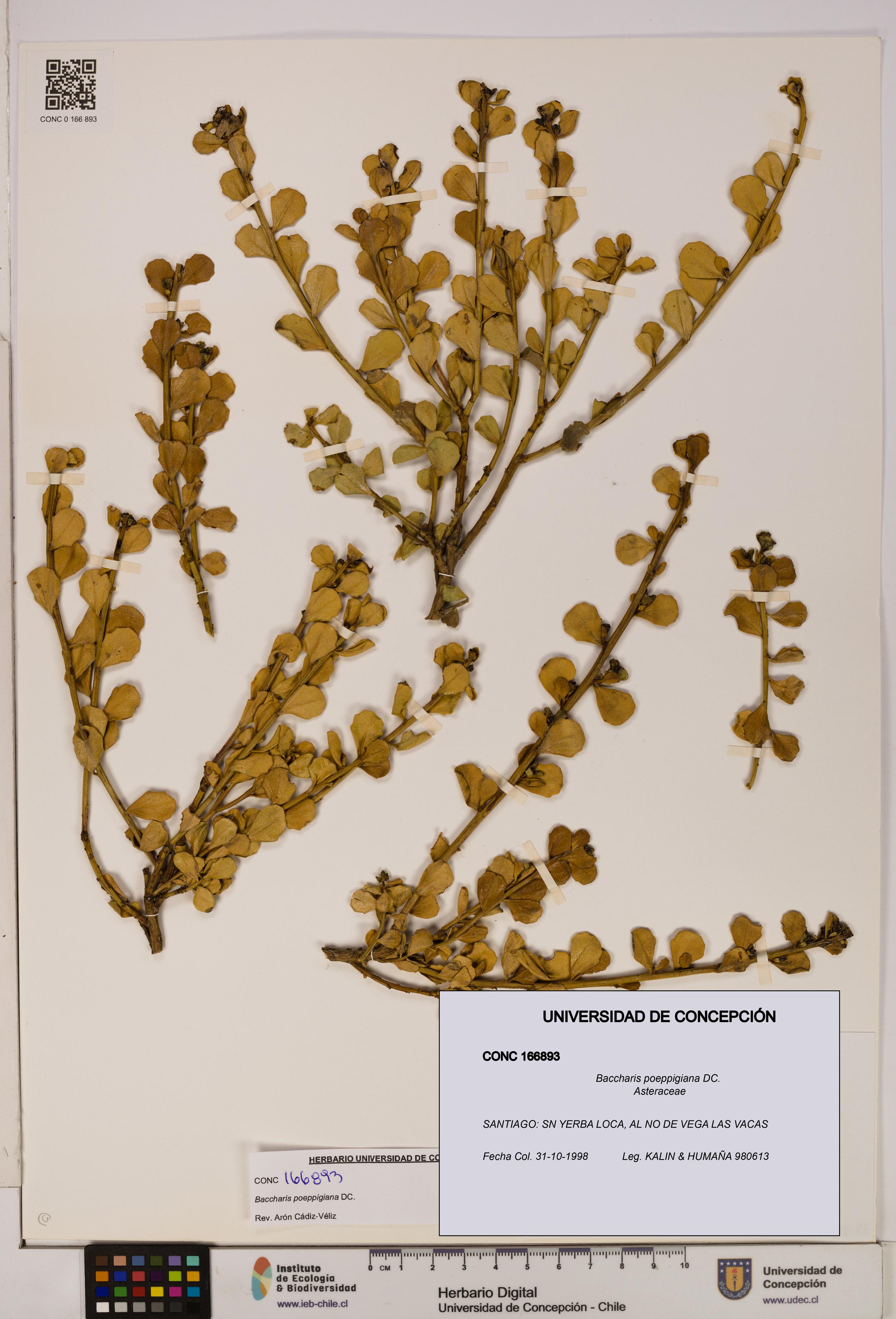 Baccharis poeppigiana [Espécimen: UDEC:CONC:0166893]