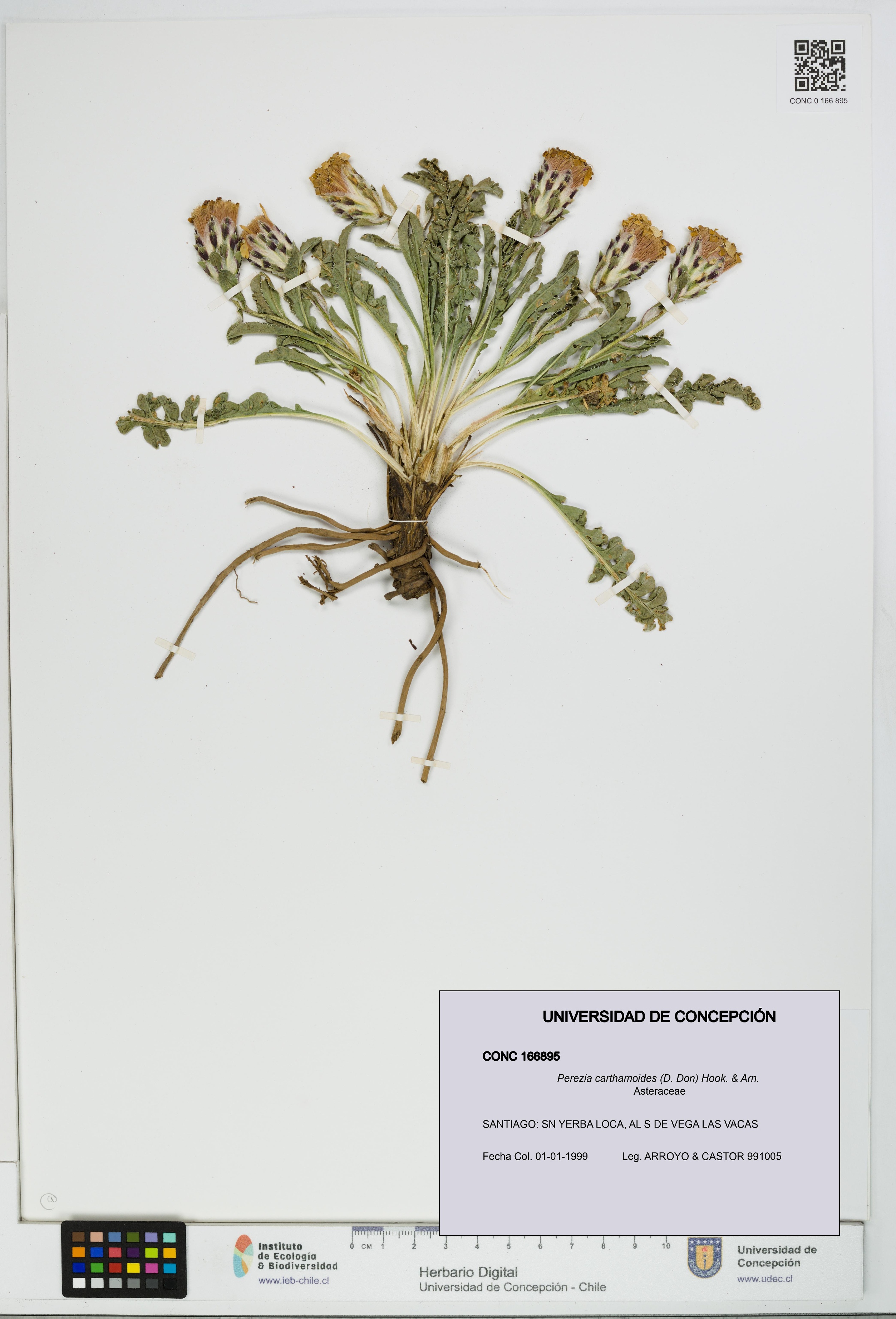 Perezia carthamoides [Espécimen: UDEC:CONC:0166895]