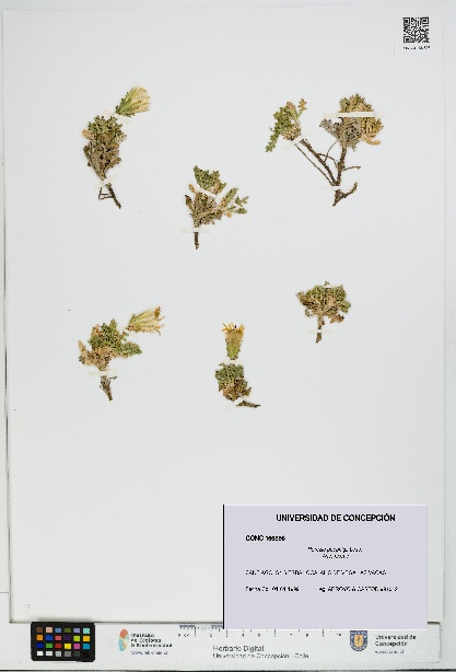 Perezia poeppigii [Espécimen: UDEC:CONC:0166896]