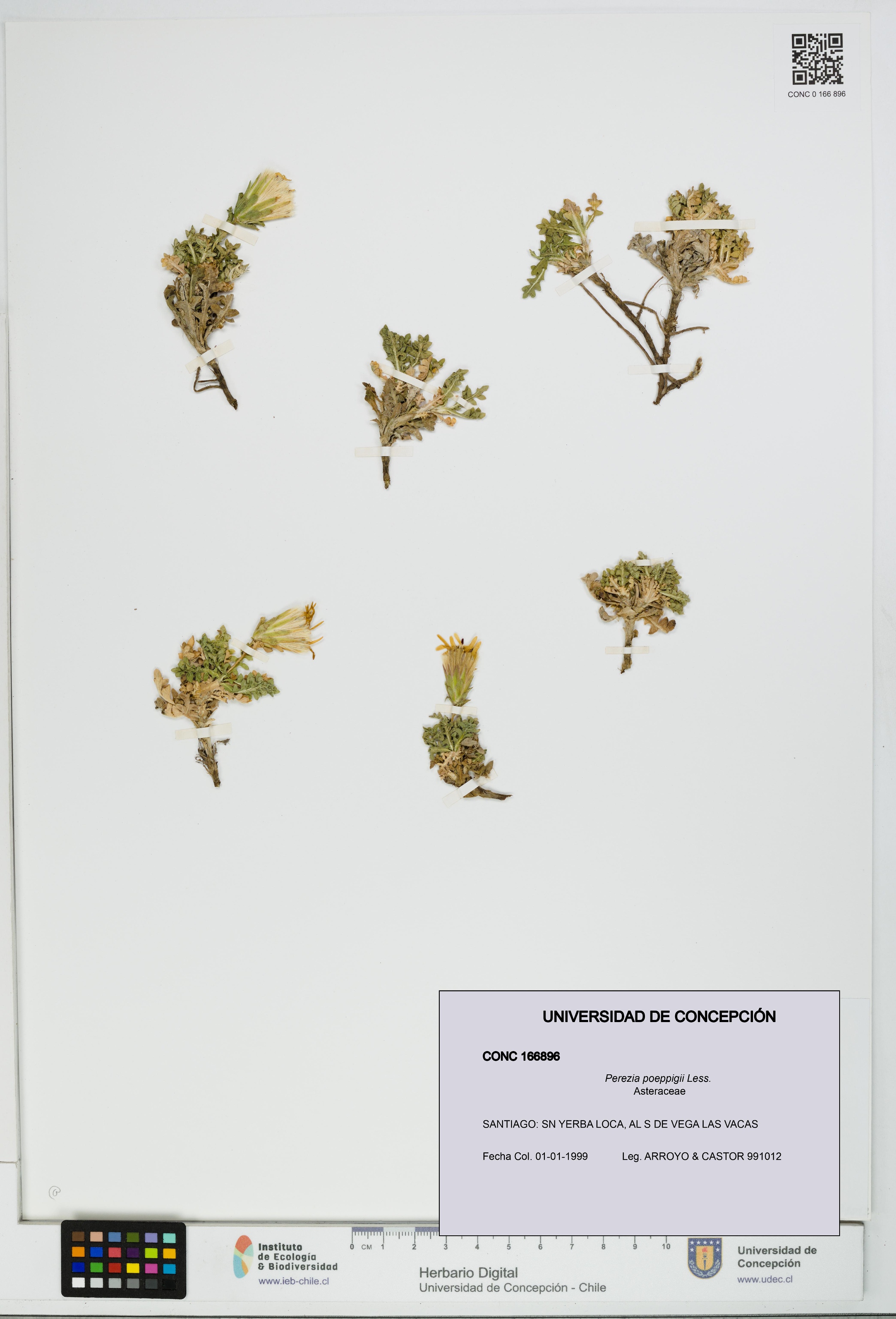 Perezia poeppigii [Espécimen: UDEC:CONC:0166896]