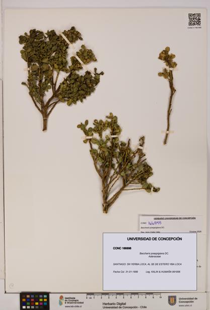 Baccharis poeppigiana [Espécimen: UDEC:CONC:0166898]