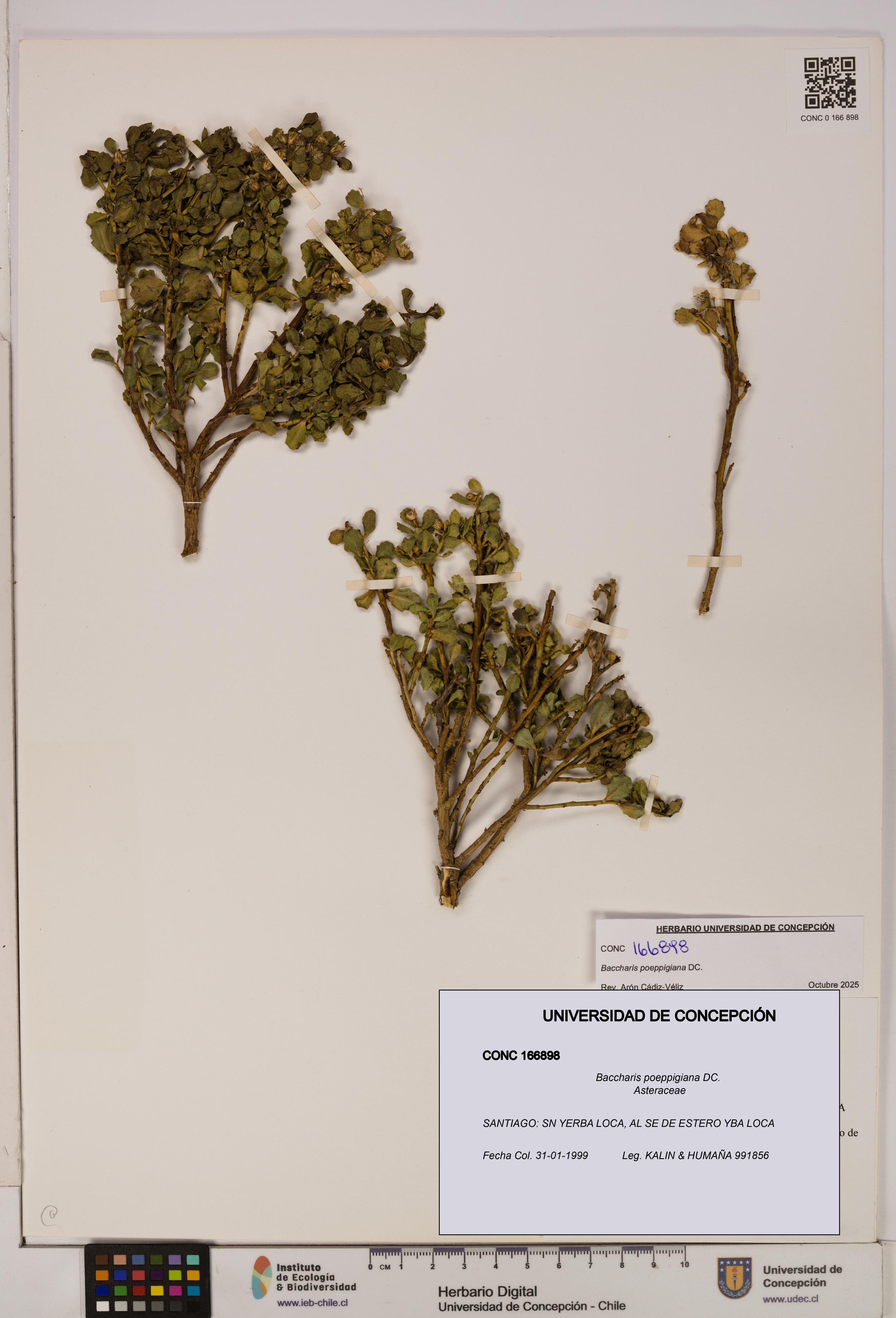 Baccharis poeppigiana [Espécimen: UDEC:CONC:0166898]