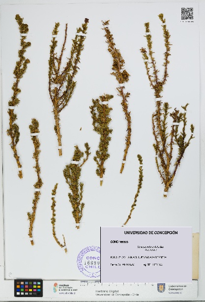 Senecio nutans [Espécimen: UDEC:CONC:0166903]