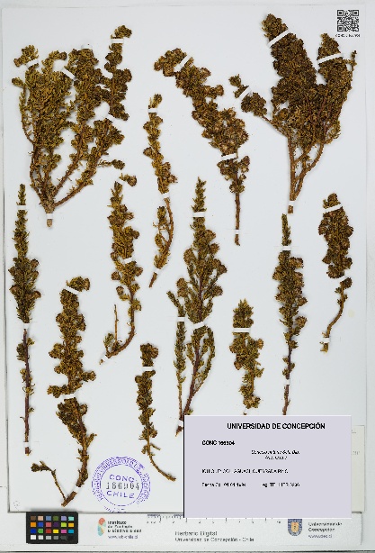 Senecio nutans [Espécimen: UDEC:CONC:0166904]