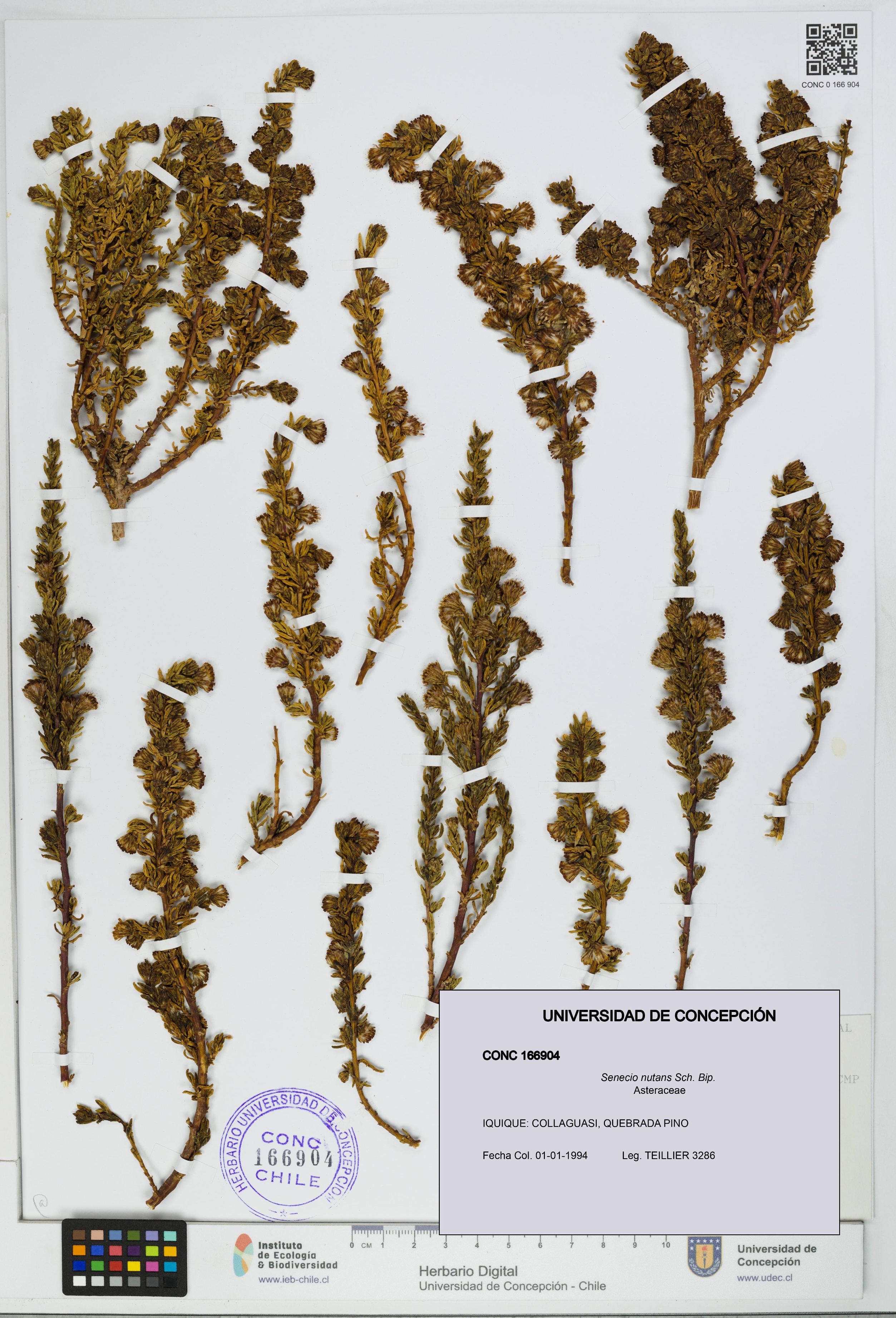 Senecio nutans [Espécimen: UDEC:CONC:0166904]