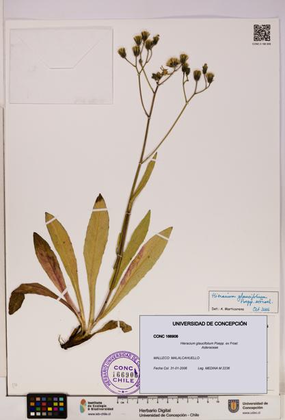 Hieracium glaucifolium [Espécimen: UDEC:CONC:0166906]