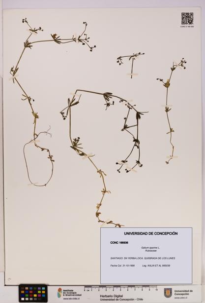 Galium aparine [Espécimen: UDEC:CONC:0166936]