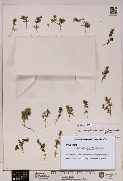 Galium gilliesii [Espécimen: UDEC:CONC:0166945]