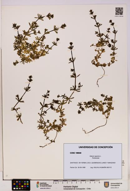 Galium aparine [Espécimen: UDEC:CONC:0166949]