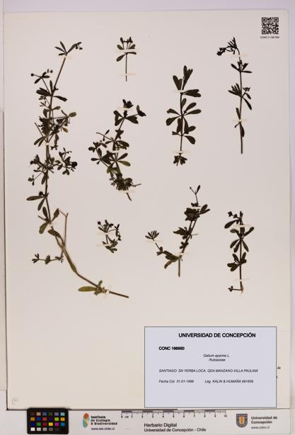Galium aparine [Espécimen: UDEC:CONC:0166950]