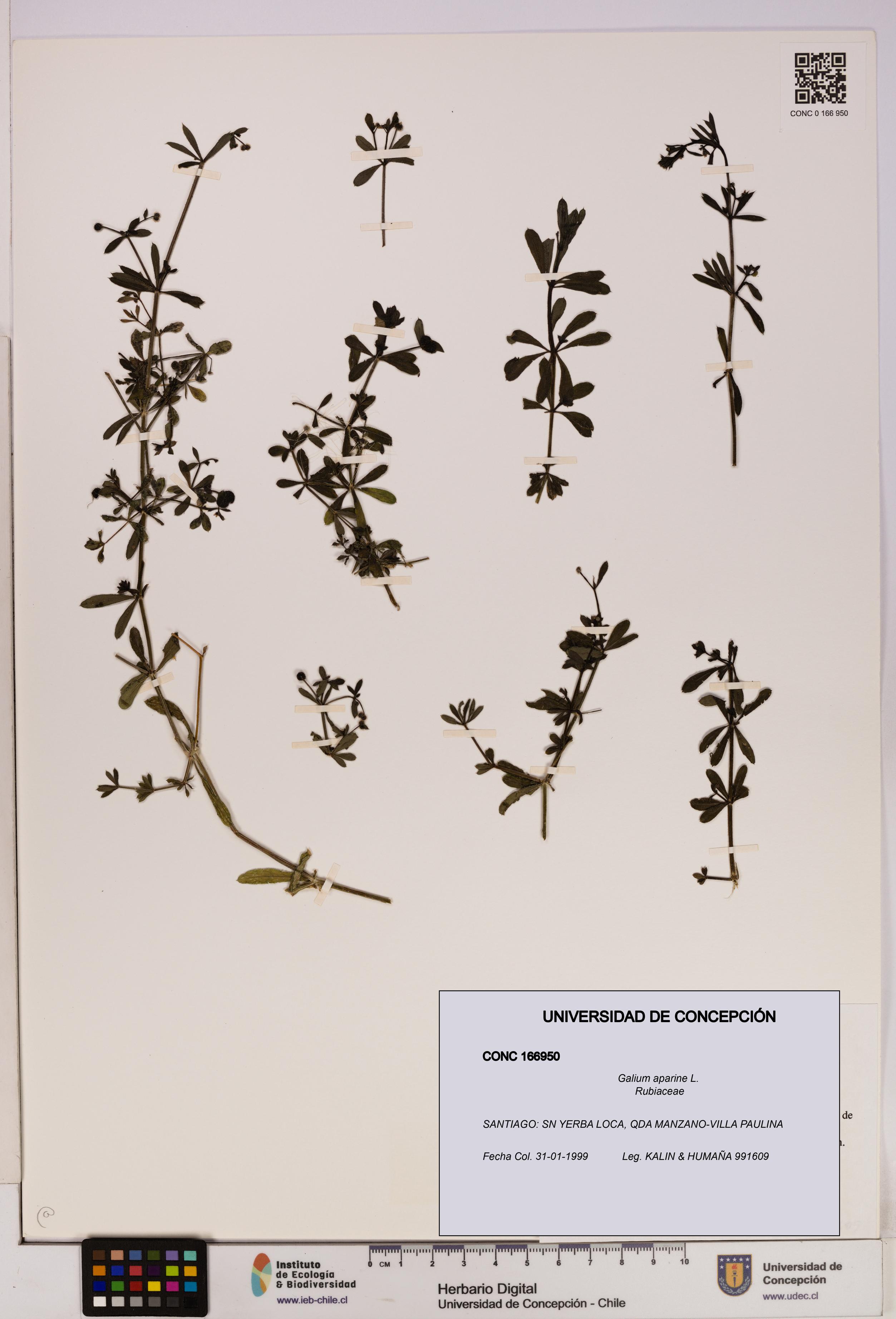 Galium aparine [Espécimen: UDEC:CONC:0166950]