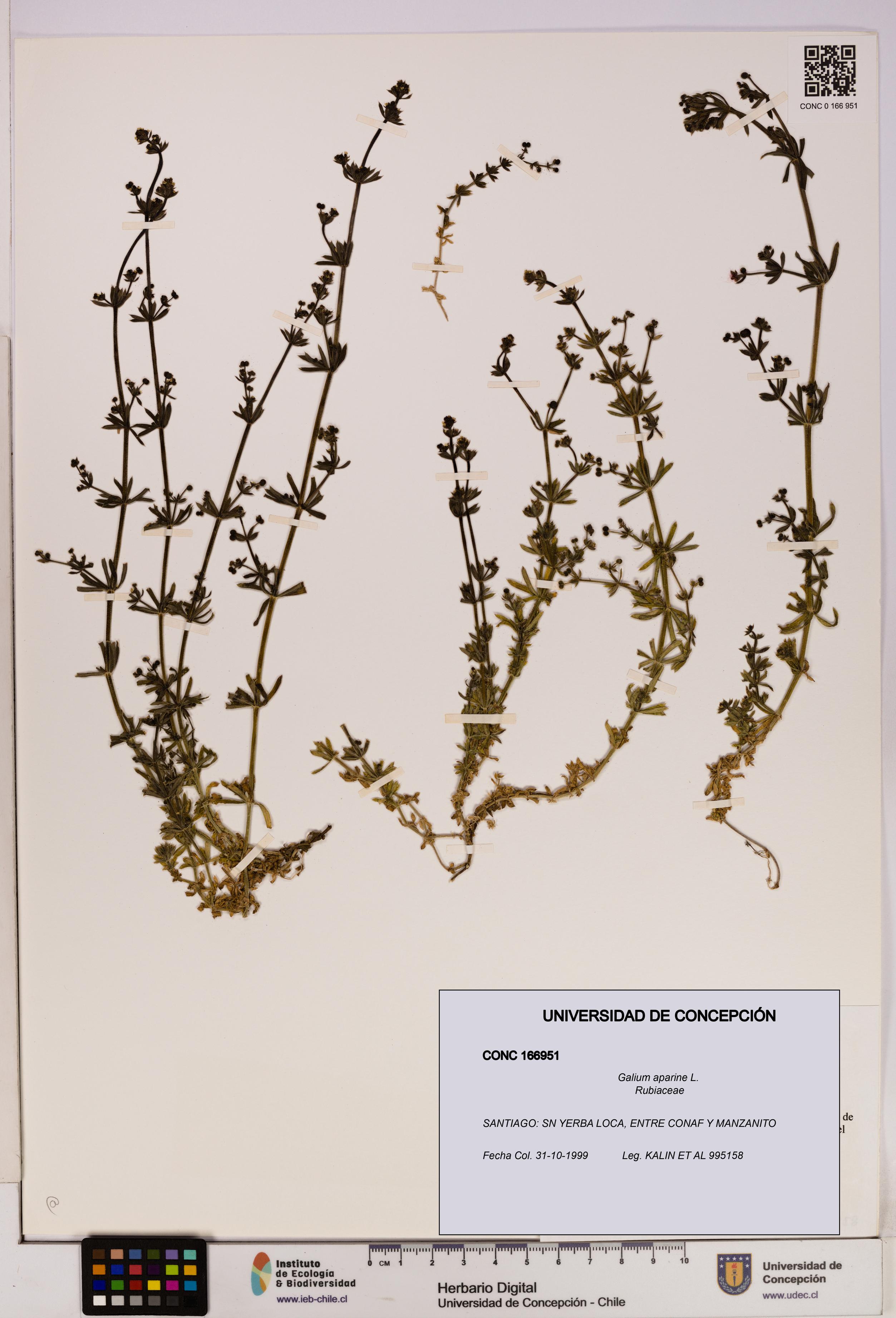 Galium aparine [Espécimen: UDEC:CONC:0166951]