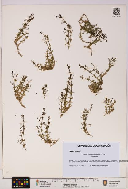 Galium suffruticosum [Espécimen: UDEC:CONC:0166955]
