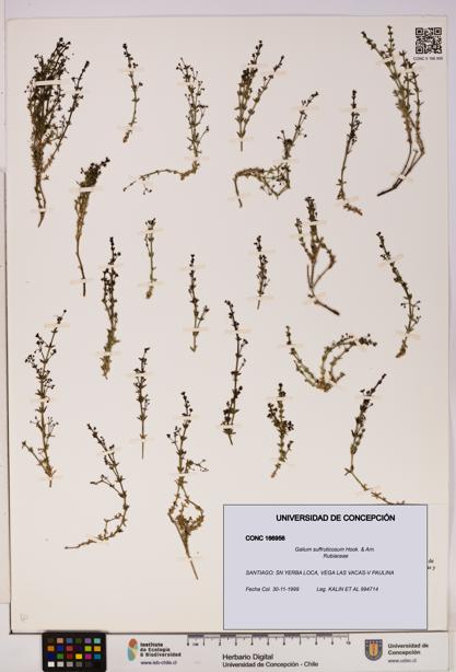 Galium suffruticosum [Espécimen: UDEC:CONC:0166956]