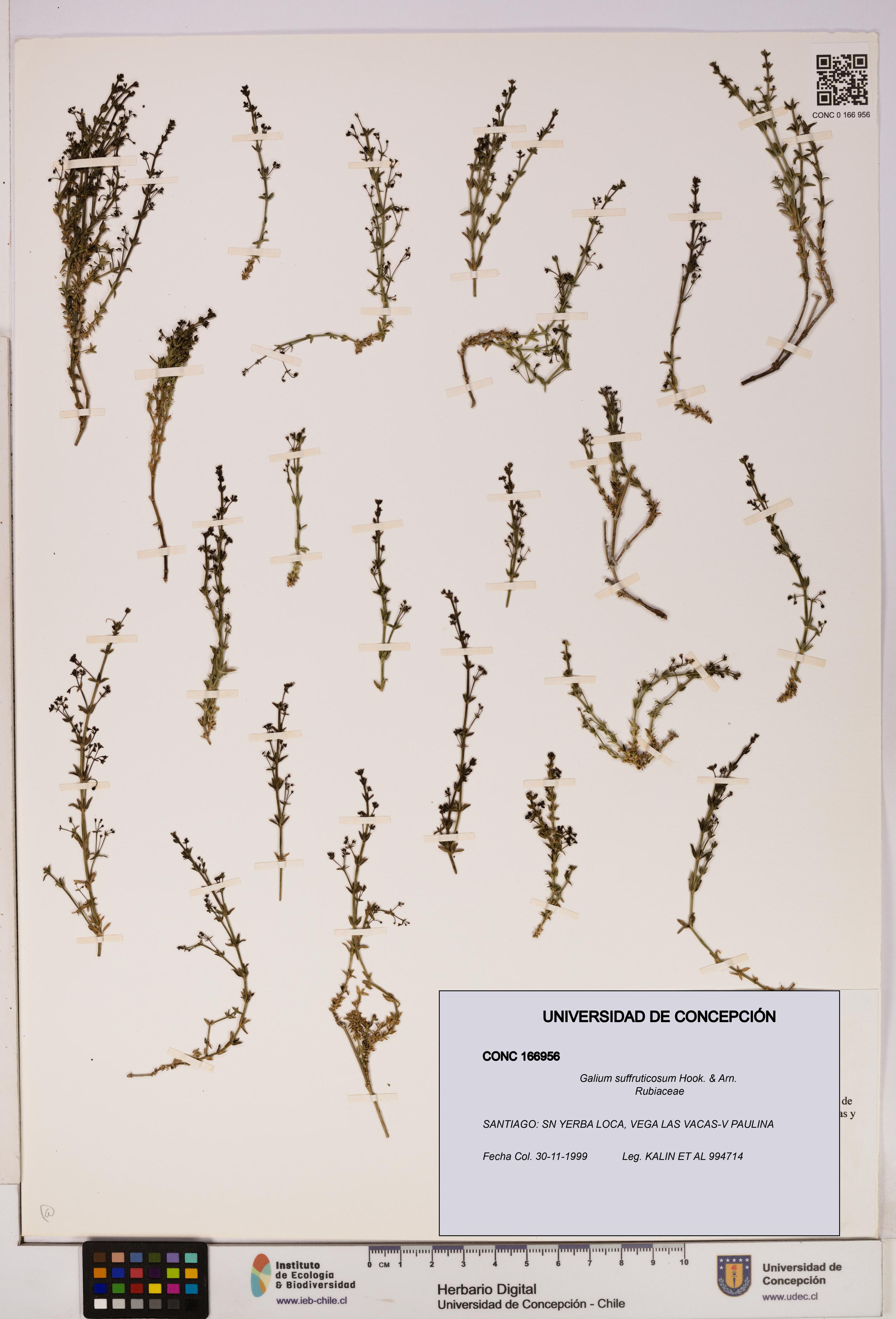 Galium suffruticosum [Espécimen: UDEC:CONC:0166956]