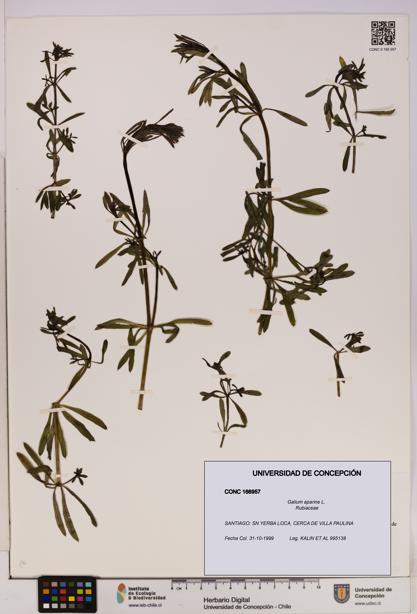 Galium aparine [Espécimen: UDEC:CONC:0166957]