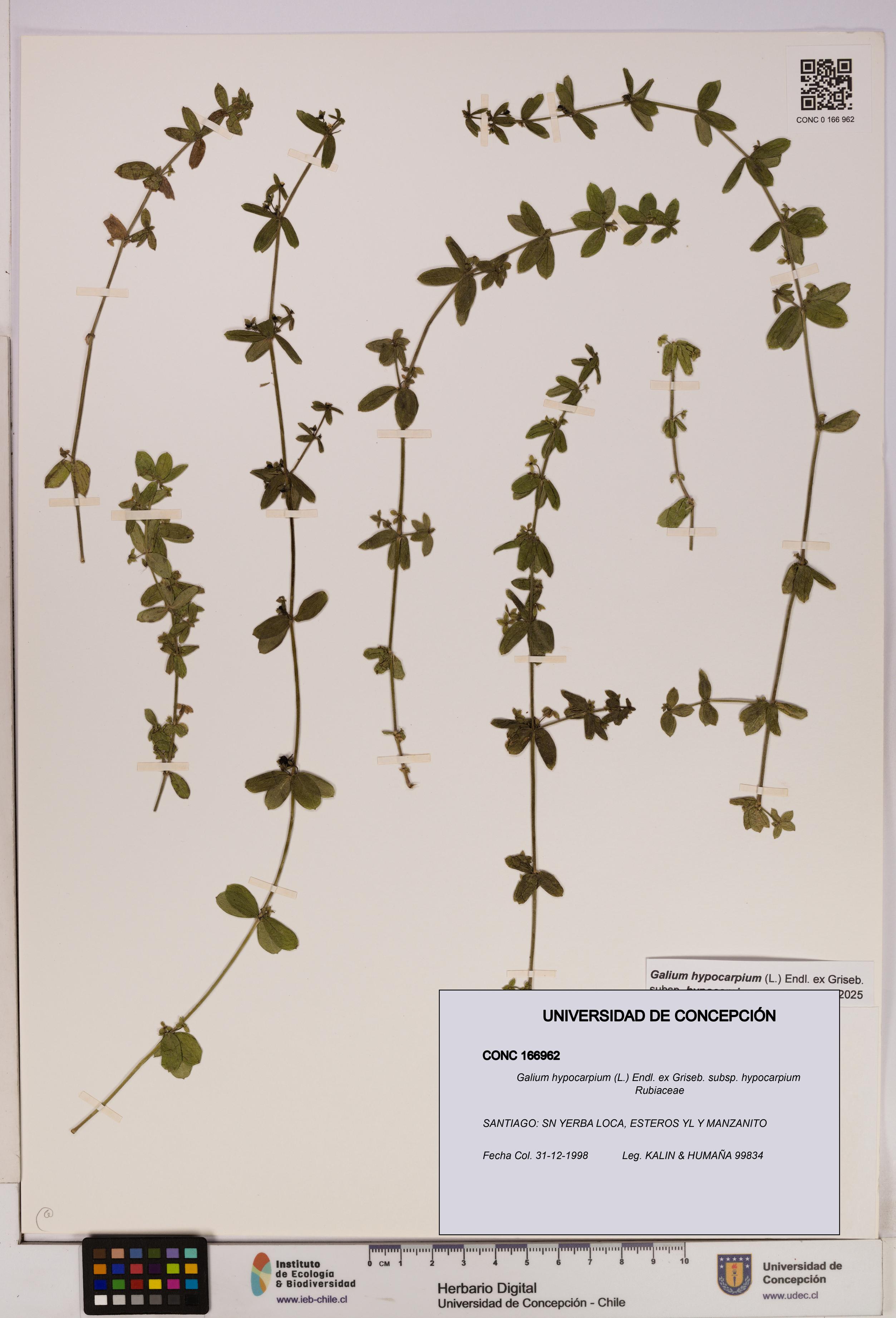 Galium hypocarpium subsp. hypocarpium [Espécimen: UDEC:CONC:0166962]