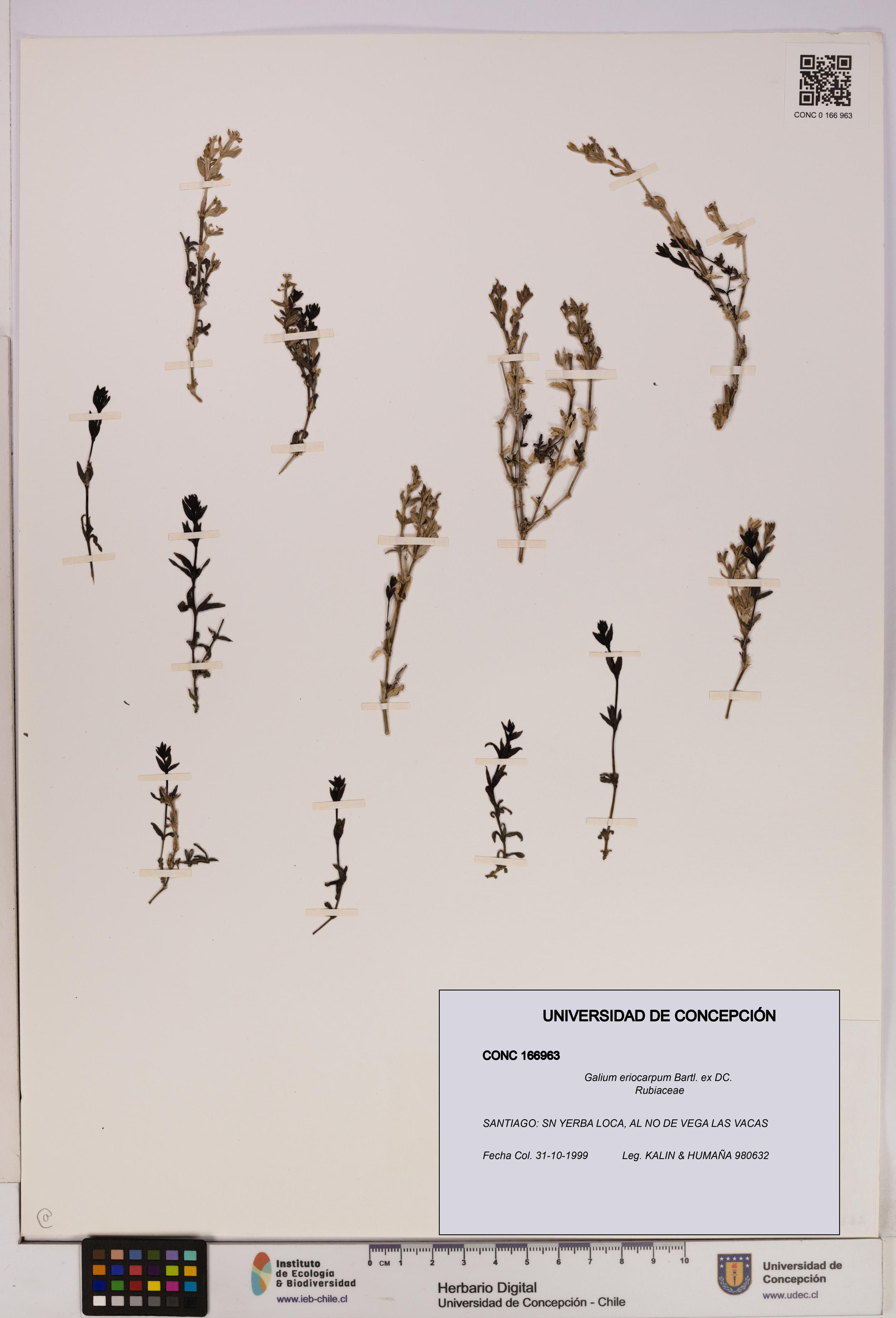 Galium eriocarpum [Espécimen: UDEC:CONC:0166963]