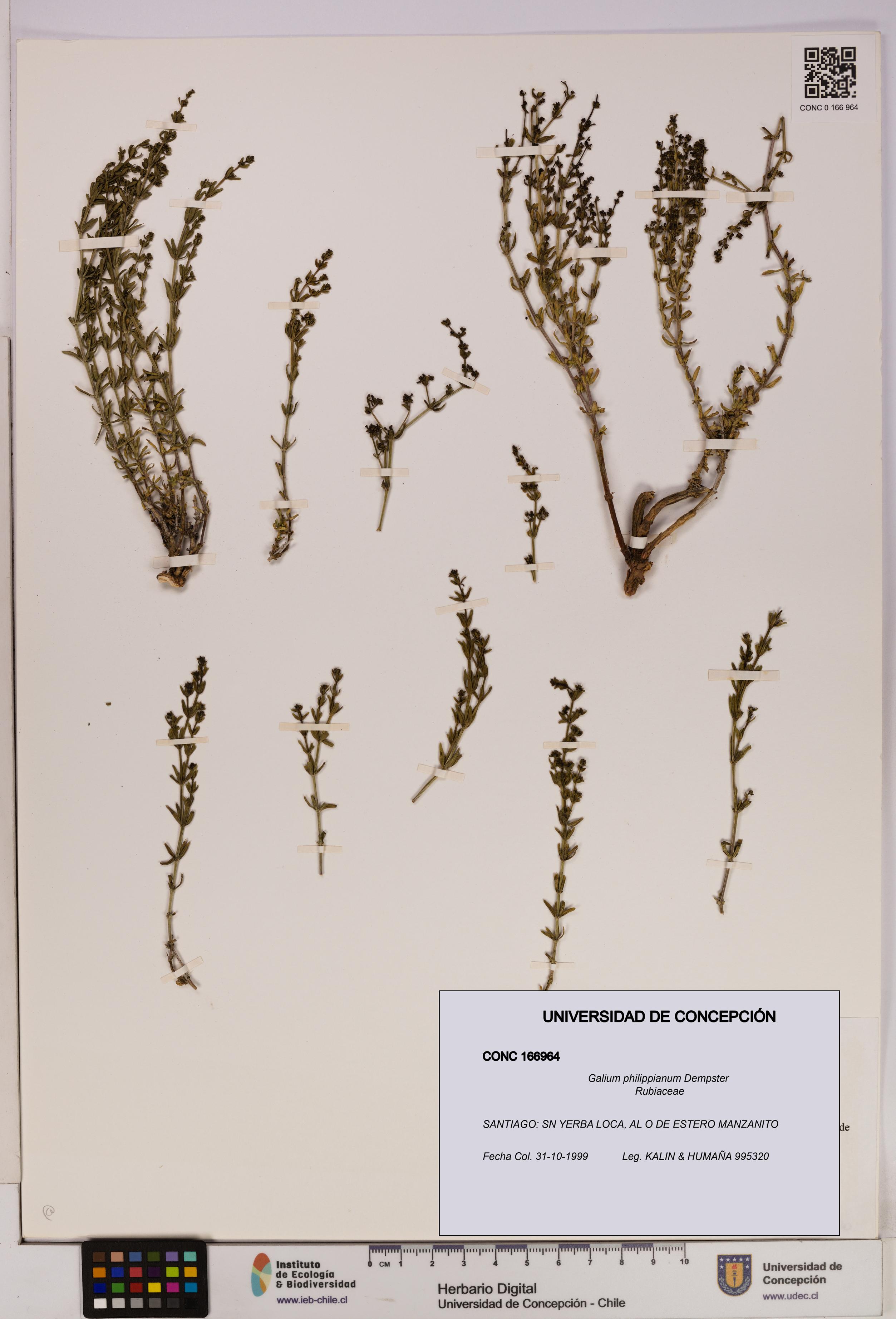 Galium philippianum [Espécimen: UDEC:CONC:0166964]