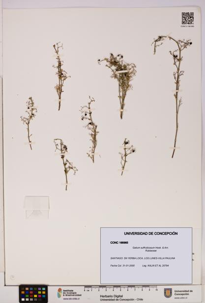 Galium suffruticosum [Espécimen: UDEC:CONC:0166965]