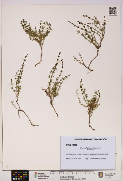 Galium suffruticosum [Espécimen: UDEC:CONC:0166966]